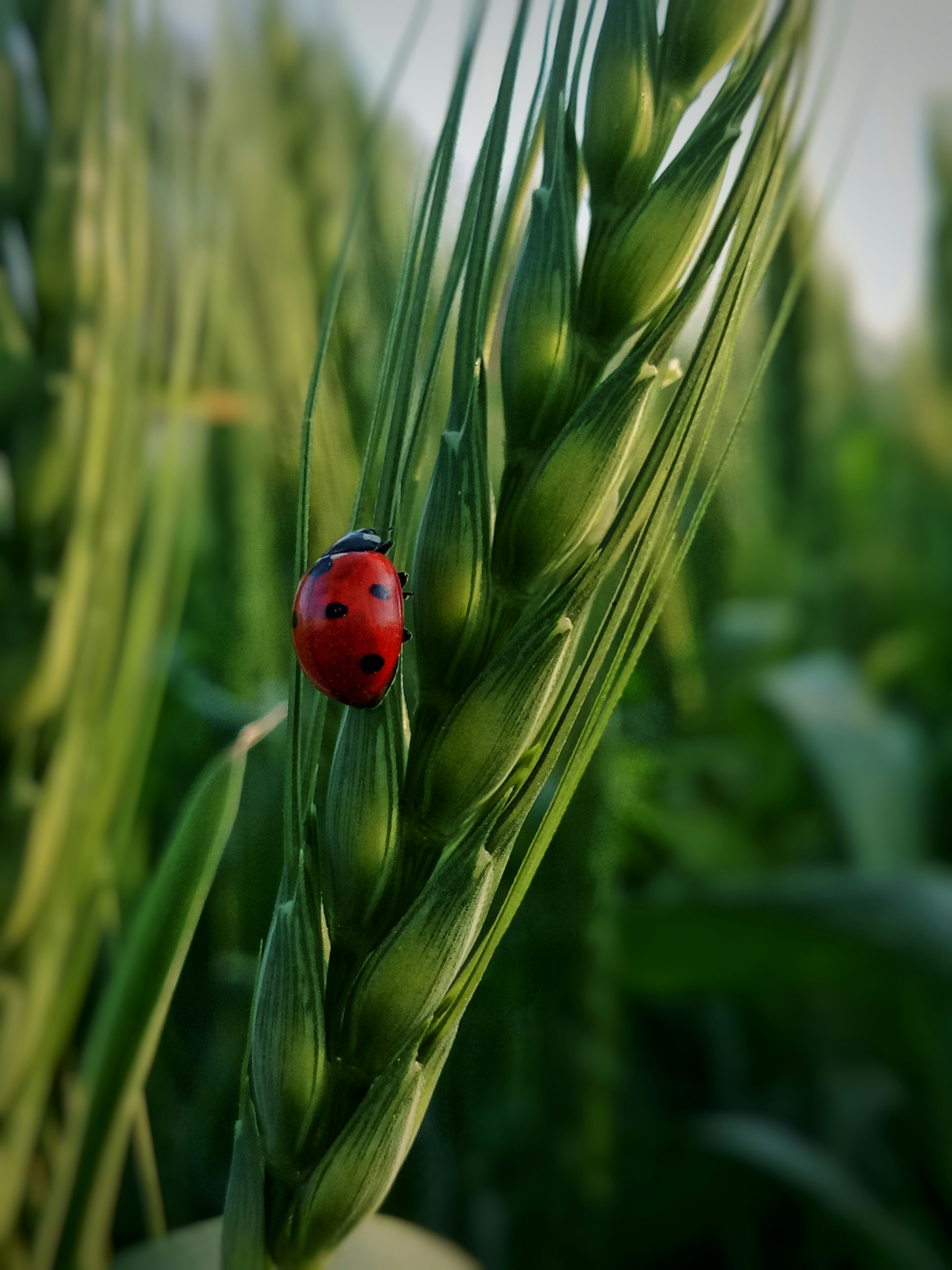 Diversifying Your Skills: Penetration Testers in the World of Bug Bounty Programs